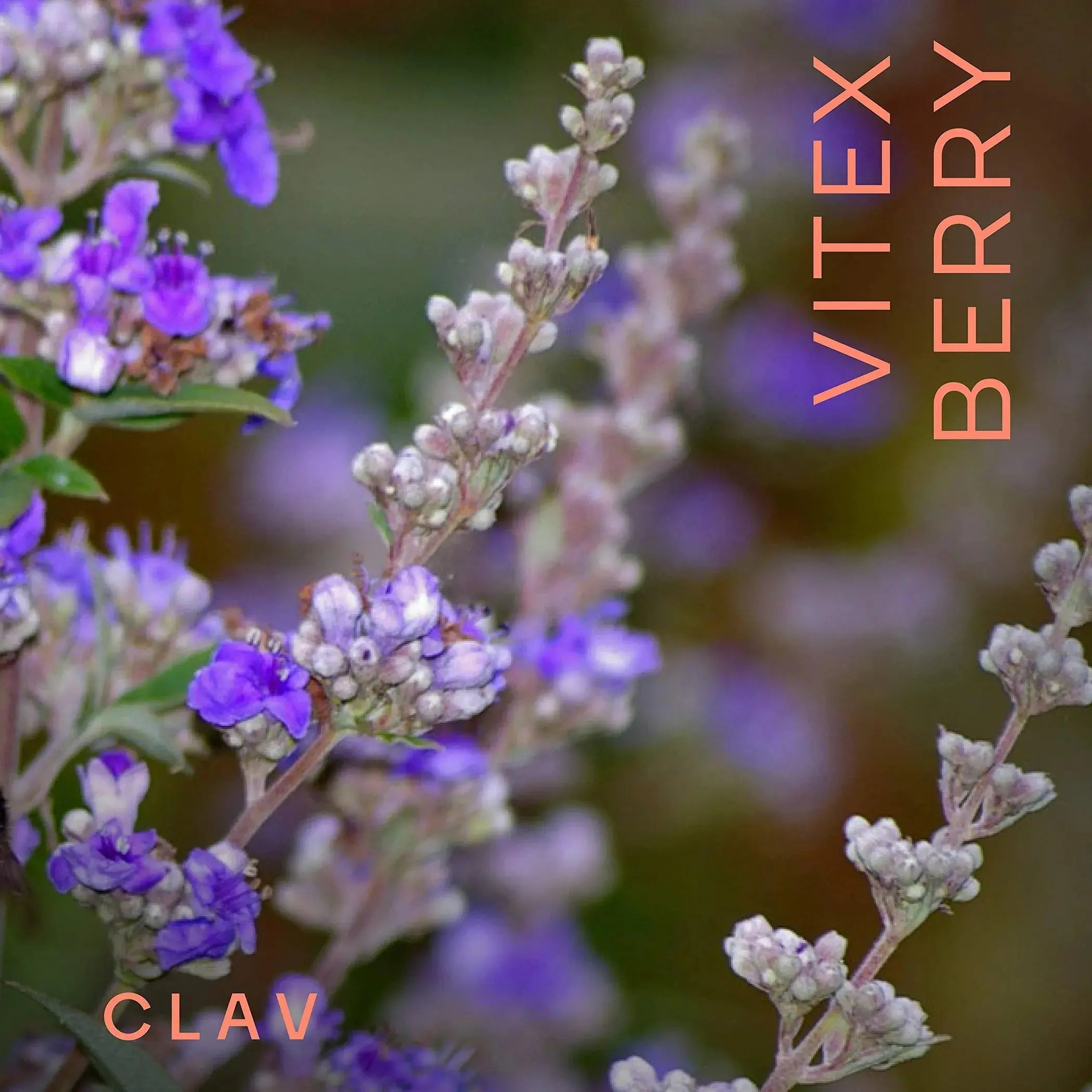Vitex Berry Premium Chasteberry 4:1 Extract Vitex Agnus Castus Clav